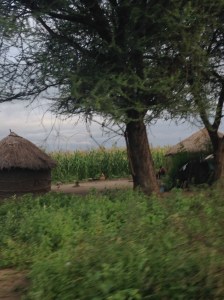 A Maasai boma passed on the way to our tented lodge.