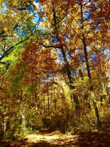 12189897_1055872331104154_6148206273207474690_n