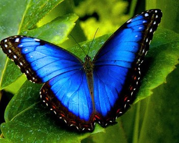 butterfly
