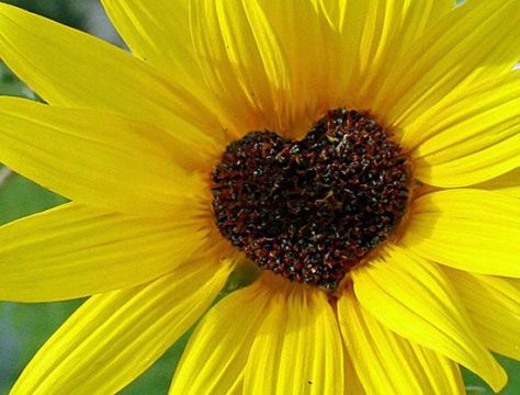 sunflower-hearts-sunflower-garden